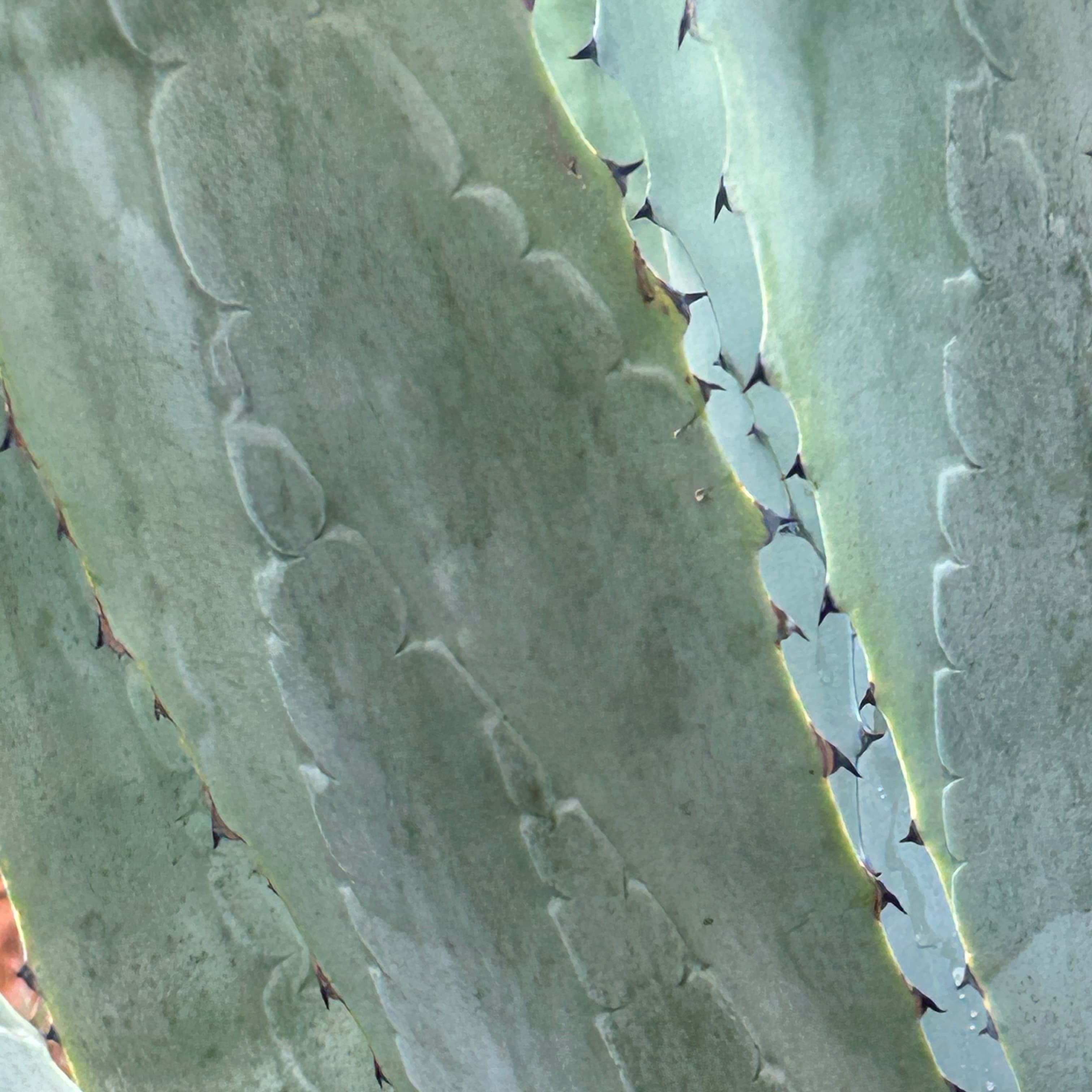 788 € in Spenden für Refugio von den Open Air Stunden !! Danke !!