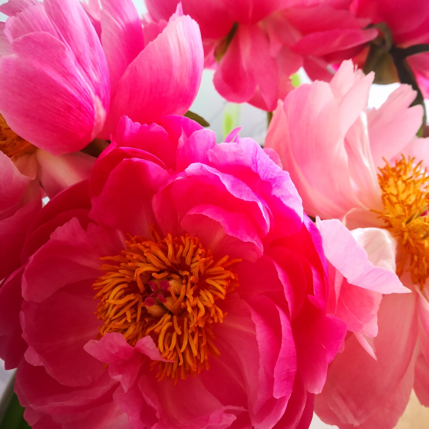 Yoga for Peace – 525 € in donations